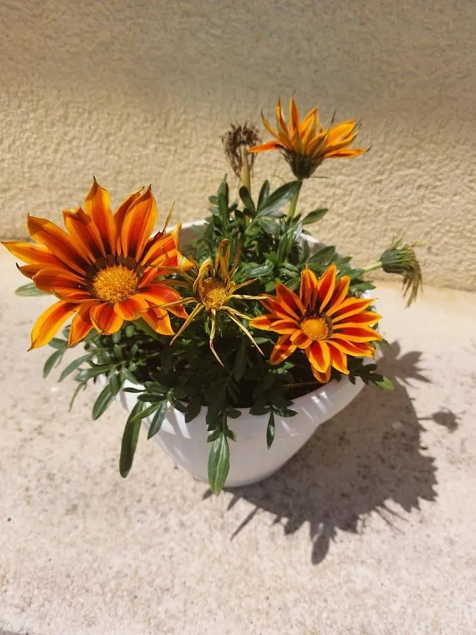 Apartments Star - Free Private Parking Zadar